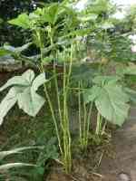 okra-20260905_01.jpg