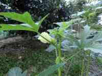 okra-20260914_01.jpg