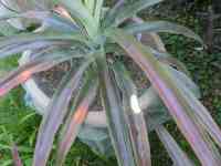 pineapple-20260715_02.jpg
