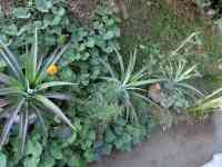 pineapple-20260910_01.jpg