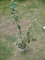 prune-20161023_01.jpg