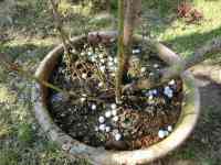 prune-20200311_02.jpg