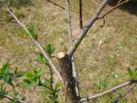 prune-20200408_02.jpg