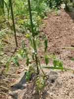 tomato-20130616_01.jpg