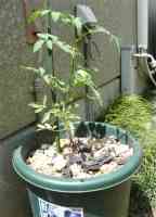 tomato-20130616_02.jpg