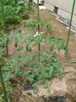 tomato-20130630_01.jpg