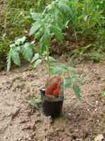 tomato-20130630_02.jpg