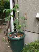 tomato-20130630_03.jpg