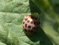 tomato-20130720_07.jpg