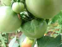 tomato-20130804_12.jpg