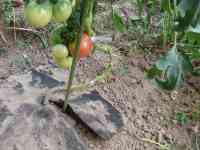 tomato-20130810_01.jpg