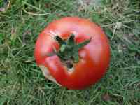tomato-20130818_03.jpg