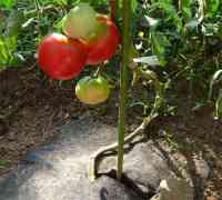 tomato-20130901_02.jpg