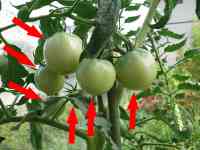 tomato-20130901_04.jpg