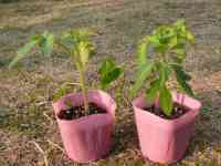 tomato-20140323_01.jpg