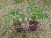 tomato-20140329_01.jpg