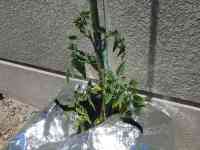 tomato-20140517_01.jpg