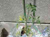 tomato-20140517_02.jpg