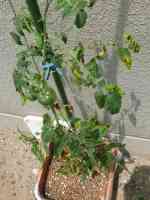 tomato-20140720_01.jpg