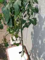 tomato-20140928_01.jpg