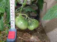 tomato-20150621_01.jpg