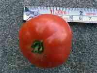 tomato-20150720_01.jpg