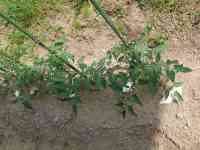 tomato-20170521_01.jpg