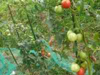 tomato-20170813_01.jpg