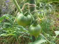 tomato-20190619_01.jpg