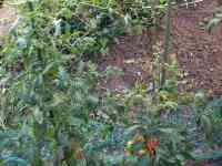 tomato-20190724_04.jpg