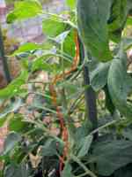 tomato-20190724_07.jpg