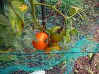 tomato-20190724_08.jpg