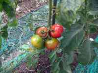 tomato-20190724_10.jpg