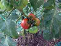 tomato-20190724_11.jpg