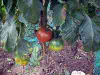 tomato-20190724_12.jpg