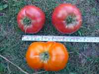 tomato-20190811_01.jpg