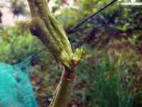 tomato-20190817_01.jpg