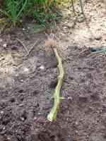 tomato-20190817_02.jpg