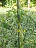 tomato-20200610_03.jpg