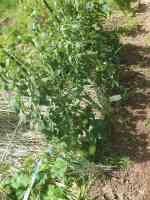 tomato-20200617_01.jpg