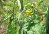 tomato-20200617_03.jpg