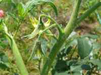 tomato-20200617_04.jpg