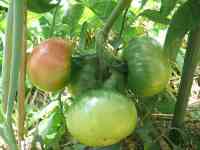 tomato-20200624_01.jpg