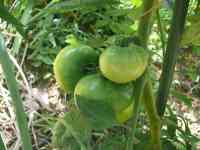 tomato-20200624_03.jpg