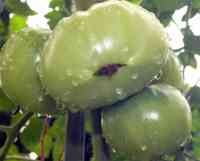 tomato-20200708_03.jpg