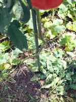 tomato-20200729_01.jpg