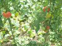 tomato-20200729_02.jpg