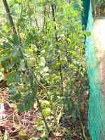 tomato-20200805_01.jpg