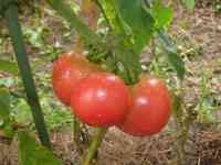 tomato-20210707_01.jpg