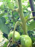 tomato-20210714_01.jpg